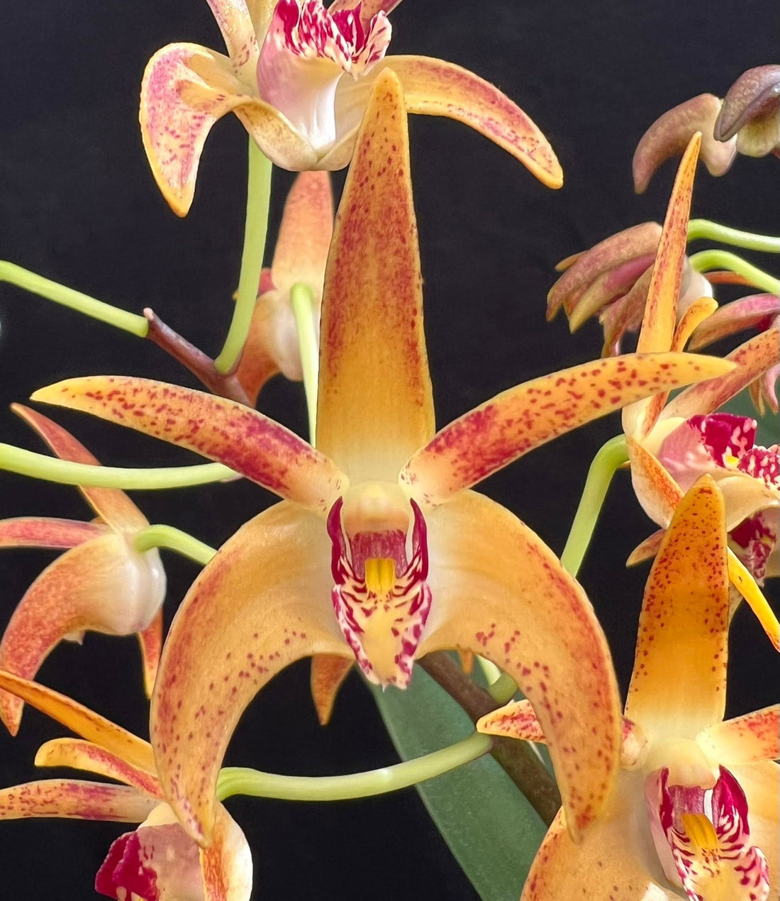 Native Orchid Dendrobium - Ladybird Nursery