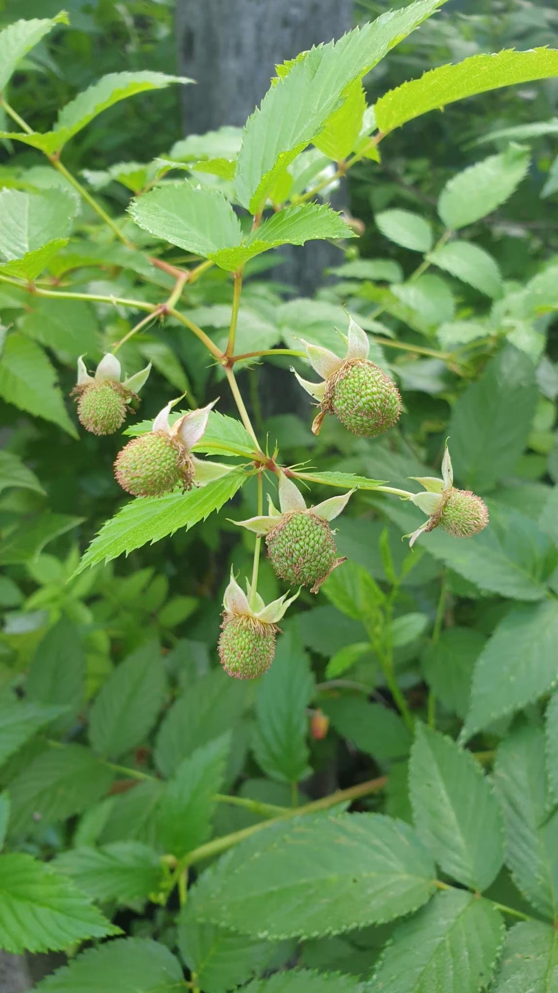 Native Raspberry 'Atherton' (Rubus probus)