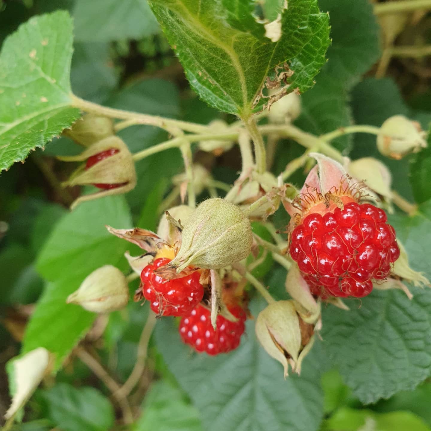 Native Raspberry (Rubus moluccanus) - Ladybird Nursery