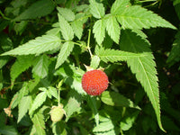 Native Raspberry (Rubus rosifolius) - Ladybird Nursery