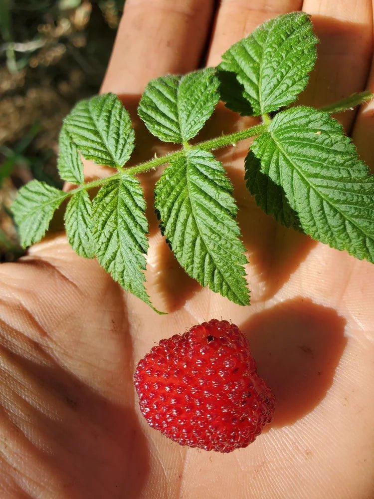 Native Raspberry (Rubus rosifolius) - Ladybird Nursery