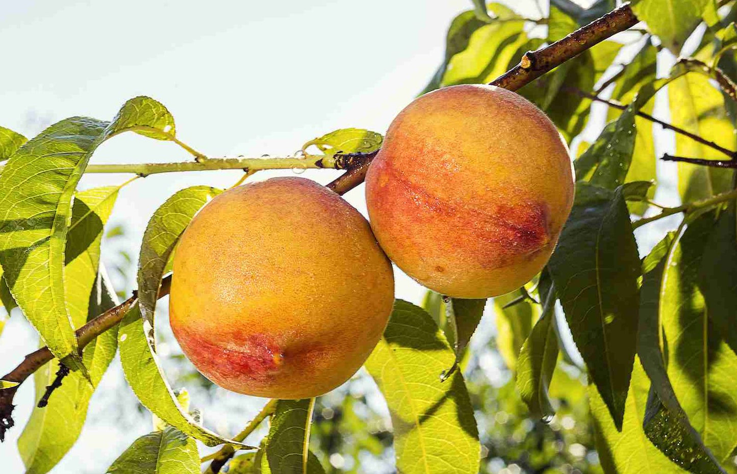 Nectarine 'Nectarina™' fruit with smooth golden-yellow skin and bold red streaks hanging on leafy branch in natural light