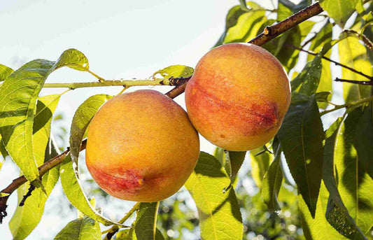 Nectarine 'Nectarina™' fruit with smooth golden-yellow skin and bold red streaks hanging on leafy branch in natural light