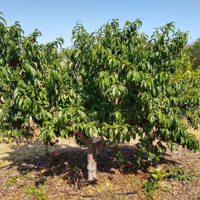 Nectarine Earliglo (PBR) - Ladybird Nursery