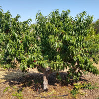 Nectarine Earliglo (PBR)