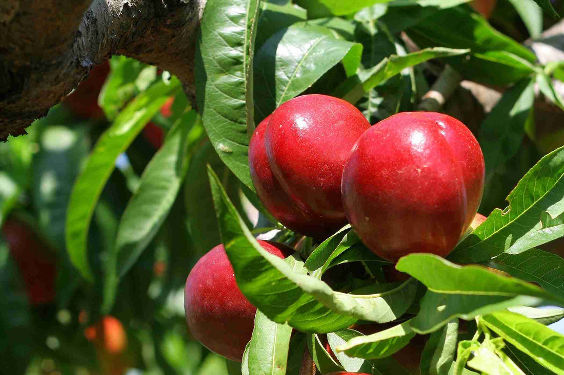 Dwarf Nectarine 'Goldmine' - Ladybird Nursery