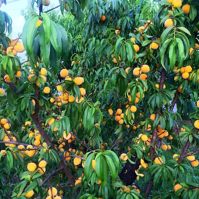 Nectarine TS Nectar - cot - Ladybird Nursery