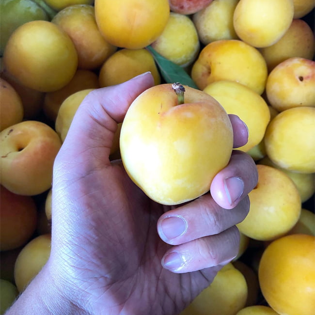 Nectarine TS Nectar-cot