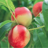 Nectarine 'Queen Giant' - Ladybird Nursery