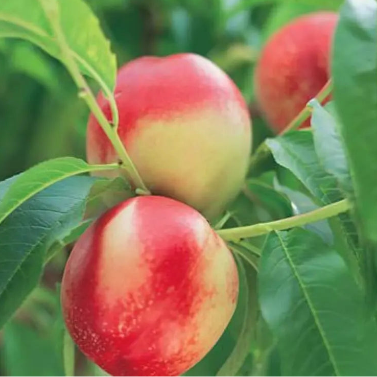 Nectarine 'Queen Giant' - Ladybird Nursery