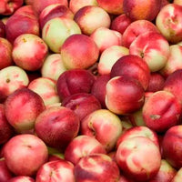 Nectarine 'Queen Giant' - Ladybird Nursery