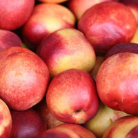 Nectarine 'Queen Giant' - Ladybird Nursery