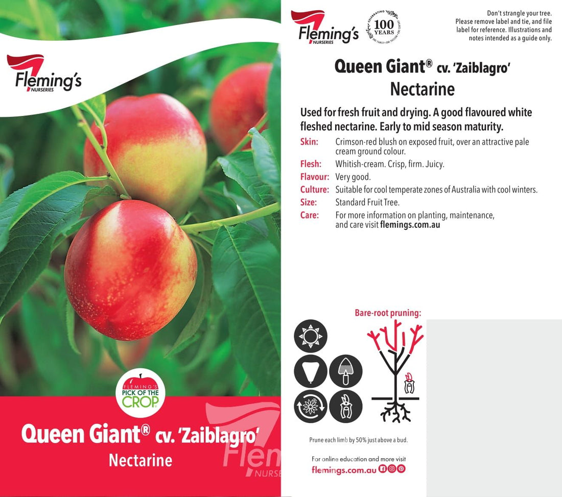 Nectarine 'Queen Giant' - Ladybird Nursery