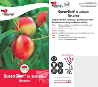 Nectarine 'Queen Giant' - Ladybird Nursery