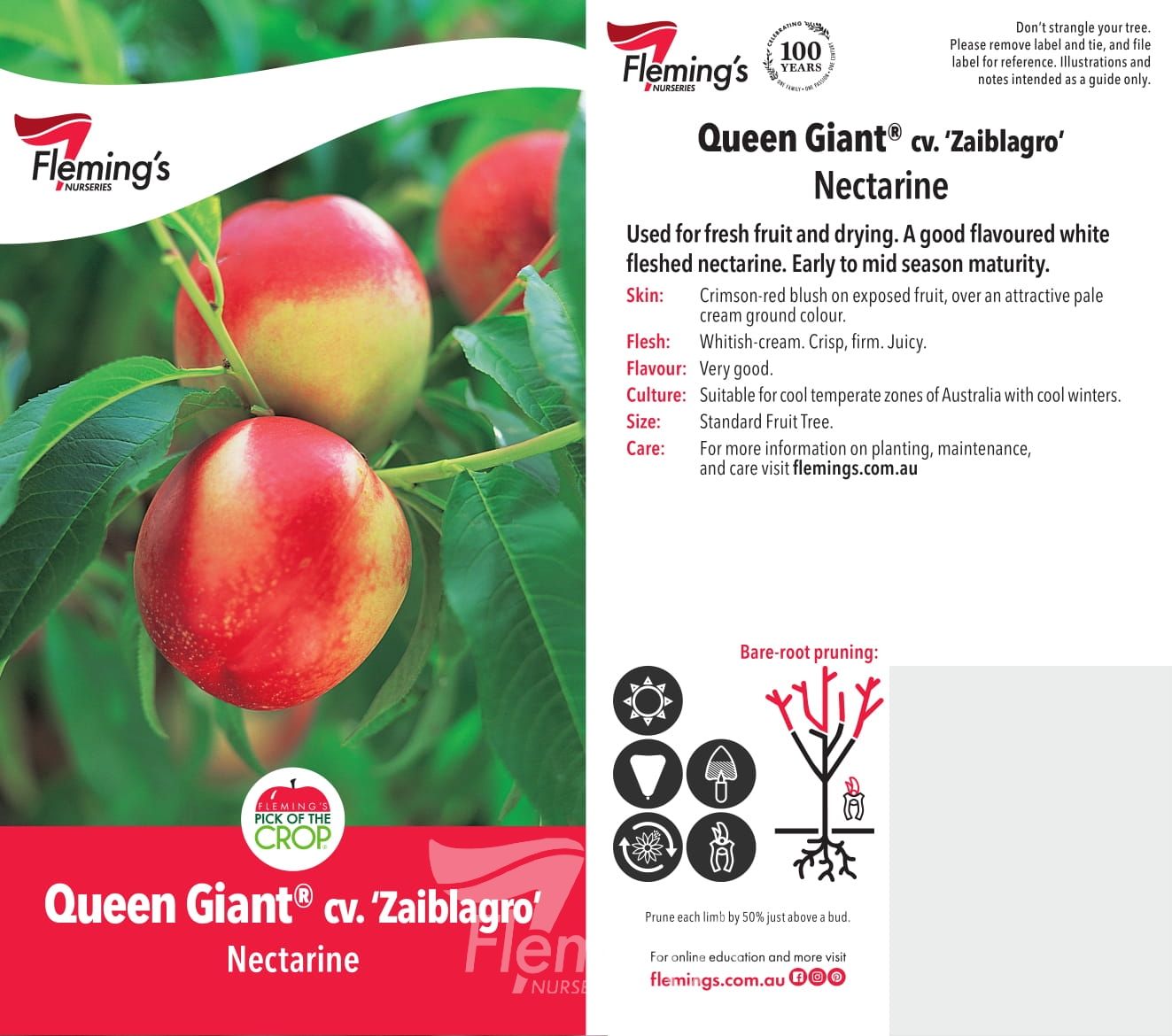 Nectarine 'Queen Giant' - Ladybird Nursery