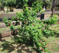 Nectarine 'Queen Giant' - Ladybird Nursery