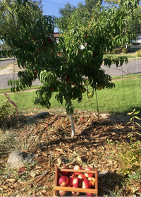 Nectarine 'Queen Giant' - Ladybird Nursery