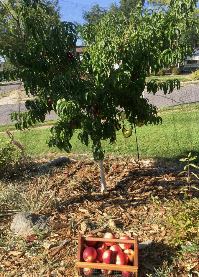 Nectarine 'Queen Giant' - Ladybird Nursery