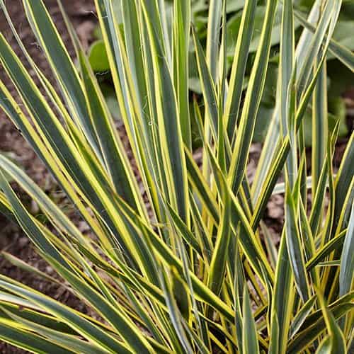 Spanish Dagger Bright Edge (Yucca gloriosa)