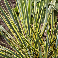 Spanish Dagger Bright Edge (Yucca gloriosa)