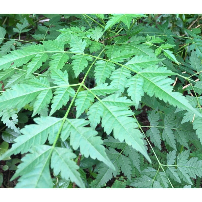Neem Tree - Ladybird Nursery