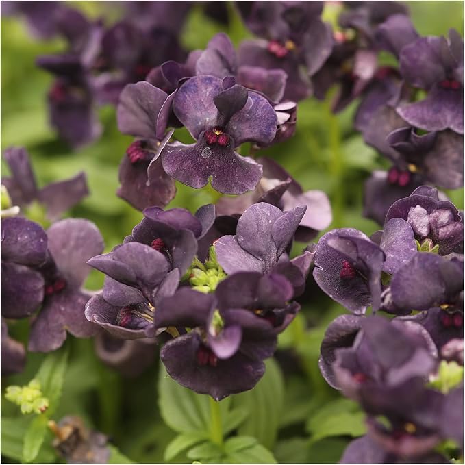 Nemesia Blackberry - Ladybird Nursery