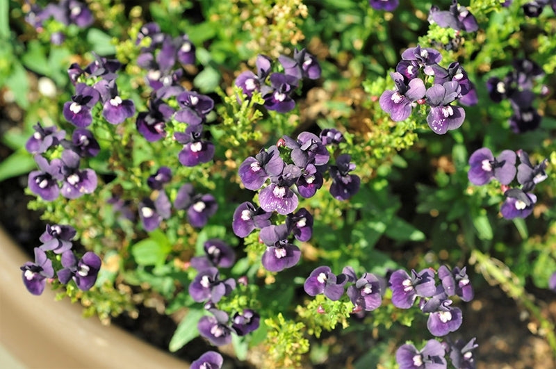 Nemesia Blackberry