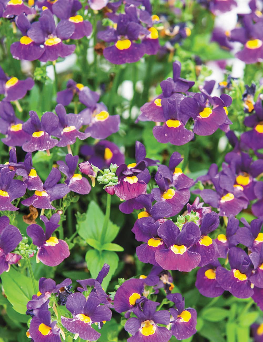Nemesia Blackberry - Ladybird Nursery