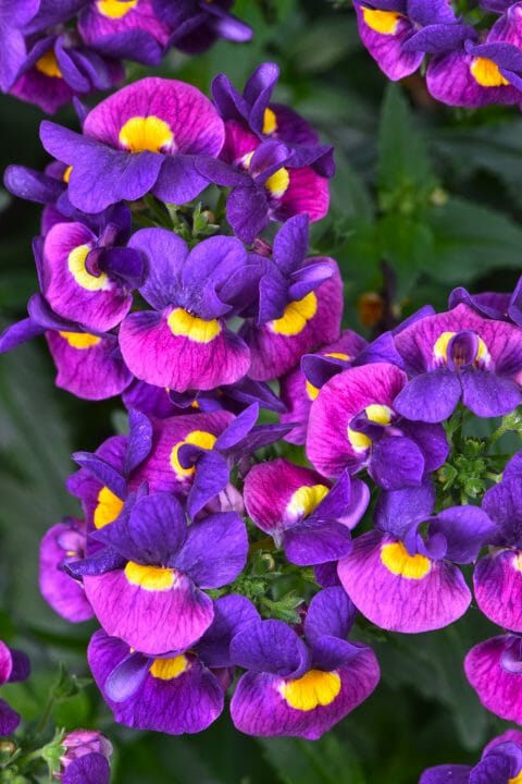 Nemesia Blackberry