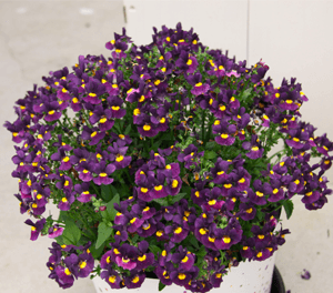 Nemesia Blackberry