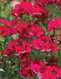 Nemesia Burgundy Frost - Ladybird Nursery