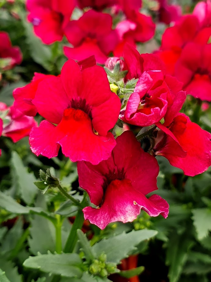 Nemesia Burgundy Frost
