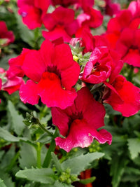 Nemesia Burgundy Frost - Ladybird Nursery
