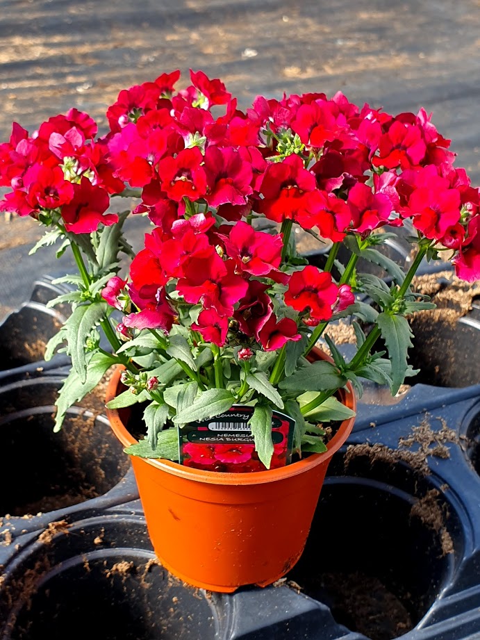 Nemesia Burgundy Frost