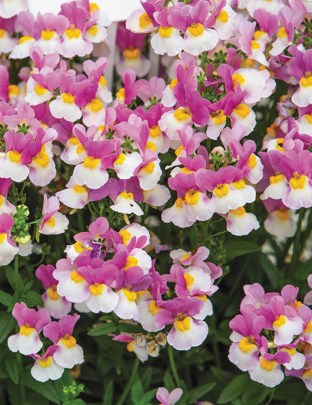 Nemesia Coconut Ice