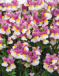 Nemesia Coconut Ice