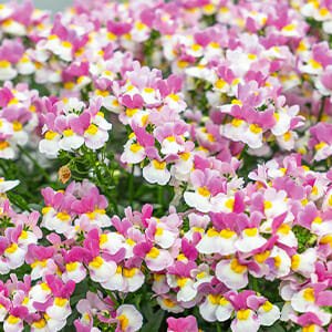 Nemesia Coconut Ice - Ladybird Nursery
