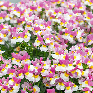 Nemesia Coconut Ice