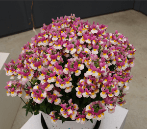 Nemesia Coconut Ice