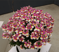 Nemesia Coconut Ice