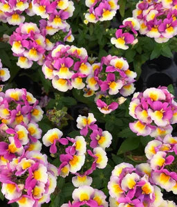 Nemesia Coconut Ice