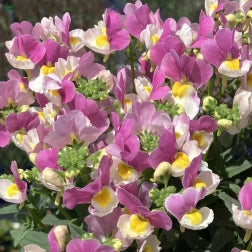 Nemesia Coconut Ice