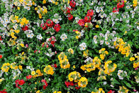 Nemesia Fairy Tail - Ladybird Nursery
