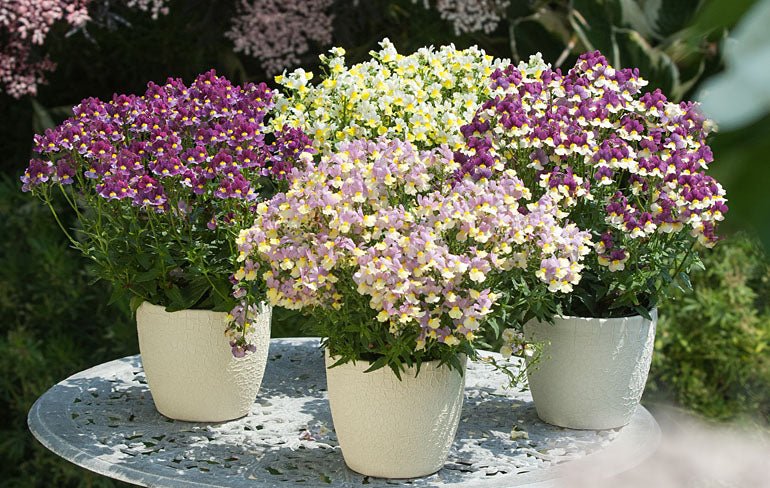 Nemesia Fairy Tail - Ladybird Nursery