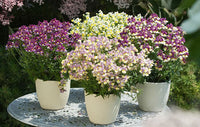 Nemesia Fairy Tail - Ladybird Nursery