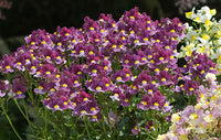 Nemesia Fairy Tail