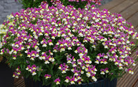Nemesia Fairy Tail