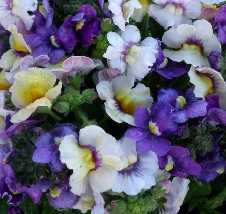 Nemesia Fruit Tingle - Ladybird Nursery