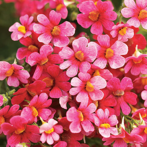 Nemesia Fruit Tingle