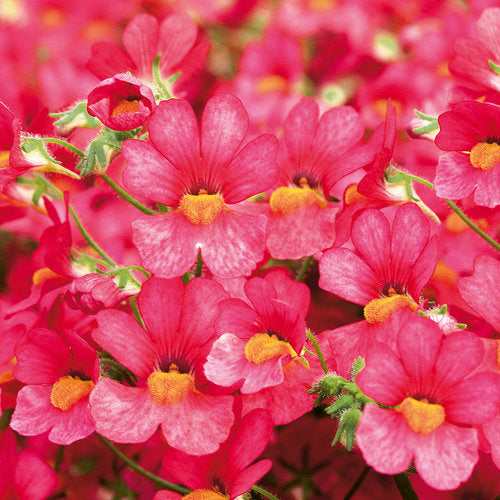 Nemesia Fruit Tingle